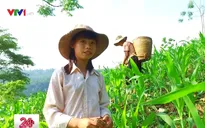 Cặp lá yêu thương: Xót xa hoàn cảnh bé gái có cha bị mù