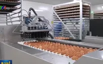 Trung Quốc: Ngành công nghiệp trứng gà đẩy mạnh đầu tư công nghệ cao