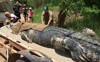 Australia: Bắt cá sấu khổng lồ nặng 600kg