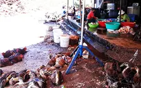 Ô nhiễm môi trường do giết mổ gia súc tại các chợ Nha Trang