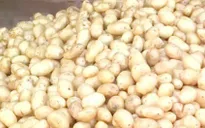 Lâm Đồng: Hơn 1 tỷ đồng thực hiện Đề án nhận diện khoai tây Đà Lạt