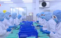 Giải pháp đảm bảo giá cả và đầu ra cho tôm Việt