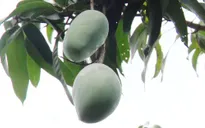 Xoài Sơn La tiêu thụ tốt