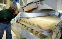 Giá đậu tương tại Mỹ chạm đáy trong 10 năm