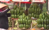 Bơ Tây Nguyên đang khẳng định giá trị