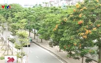 Hà Nội: Lãng mạn với những hàng cây mới xanh mướt