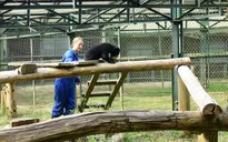 Chú gấu chó Murphy sau 3 năm được giải cứu