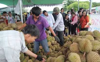 Độc đáo vựa bán sầu riêng “ăn cơm trả hạt” giá chỉ 19.000/kg