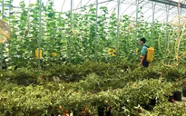 Nông dân Phúc Thọ (Hà Nội) làm giàu từ mô hình trồng rau an toàn
