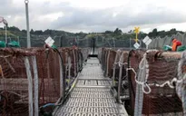 Chile cảnh báo việc ăn cá hồi nhiễm kháng sinh