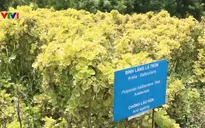 Xứ sở dược liệu sạch ở Phú Yên