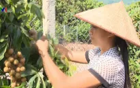 Nông dân làm giàu từ cây nhãn