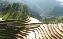 Ruộng bậc thang giúp bà con dân tộc H'Mông thoát nghèo