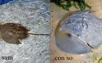 Phòng tránh ngộ độc do ăn trứng so biển
