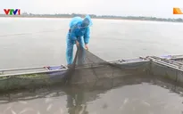 Cá lồng bè chết do xả lũ có chiều hướng gia tăng