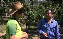Nông dân thu nhập cao nhờ trồng cherry gắn với du lịch