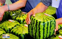 Dưa hấu vuông Nhật siêu đắt 4,5 triệu đồng/quả bị người Việt chê