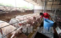 Giá lợn hơi tại miền Bắc đạt 54.000 đồng/kg