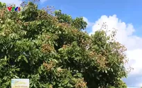 Sơn La quyết tâm mở rộng địa bàn tiêu thụ nhãn