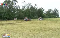 Kiên Giang: Lợi dụng mưa lớn, hạ giá thu mua lúa