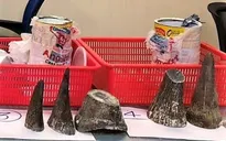 Bắt giữ nam hành khách vận chuyển trái phép 12 sừng tê giác