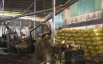 Nhiều nhà máy điều tại Bình Phước đóng cửa do thua lỗ