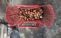 Lâm Đồng “sốt” hạt sầu riêng