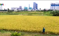 TP.HCM chuyển đổi hơn 26.000 ha đất nông nghiệp