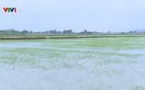 Nhiều diện tích lúa tại Thanh Hóa, Thái Bình bị ngập úng do mưa lớn