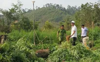 Đắk Nông phát hiện rẫy trồng hơn 1.000 cây cần sa