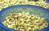 Hệ quả phát triển nóng của ngành điều