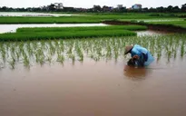 Giải pháp cứu lúa bị ngập úng do mưa bão