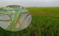 Rầy lưng trắng hại lúa bùng phát trên diện rộng ở Quảng Trị