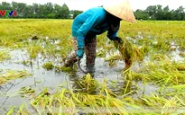 Lũ về sớm đe dọa lúa Hè Thu
