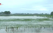 Hơn 67.000 ha lúa và hoa màu bị ngập úng