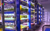 Mô hình trang trại thẳng đứng ở Dubai