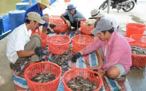 Phát hiện 350 cơ sở bơm tạp chất vào tôm trên cả nước