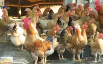 Ngành chăn nuôi gặp khó do gà nhập khẩu giá rẻ