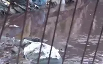Đồng Nai: Hàng chục lò mổ không phép gây ô nhiễm