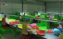 Hàng trăm nhà máy chế biến điều đóng cửa vì thiếu nguyên liệu