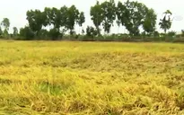 Hàng trăm ha lúa bị ngập úng do mưa lớn ở ĐBSCL