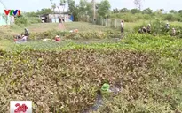 Hàng ngàn người dân Tiền Giang tham gia diệt lục bình trên kênh, rạch