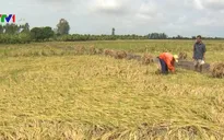 Hàng trăm ha lúa ở Kiên Giang mất trắng do mưa dầm