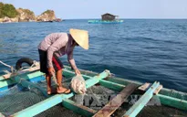 Cá nuôi bè ở Hòn Nghệ (Kiên Giang) liên tục chết bất thường