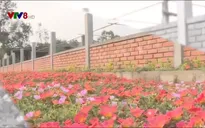 Độc đáo con đường hoa nông thôn mới