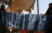Cây tràm - Nguyên liệu chính của nghề nhuộm vải truyền thống ở Jordan