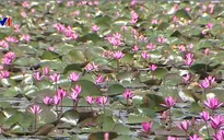Bông súng tím - Loài hoa giúp thoát nghèo