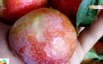 Mận Trung Quốc “đổ bộ” Việt Nam