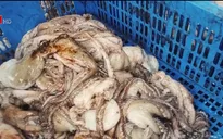 Giật mình với thủ đoạn "phù phép" bạch tuộc bẩn thành bạch tuộc sạch