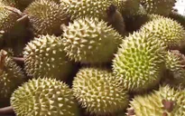 Nhiều hệ lụy từ "cơn sốt" sầu riêng